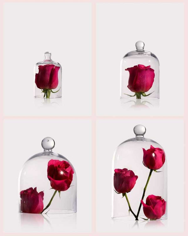 The Aesthetic Allure of Novenary's Luxury Glass Cloches: Elevate Your Space - Novenary