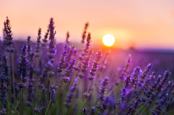 The Magic of Lavender: A Journey Through Time and Tranquillity - Novenary